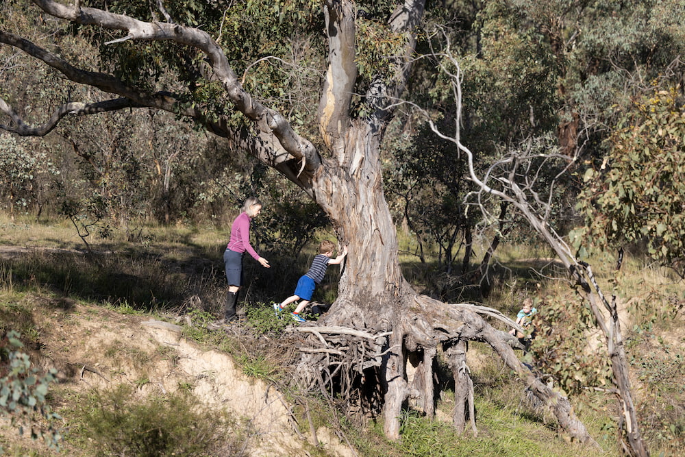 A woman and a little boy on a bushwalk in Canberra get up close with a magnificent old tree.