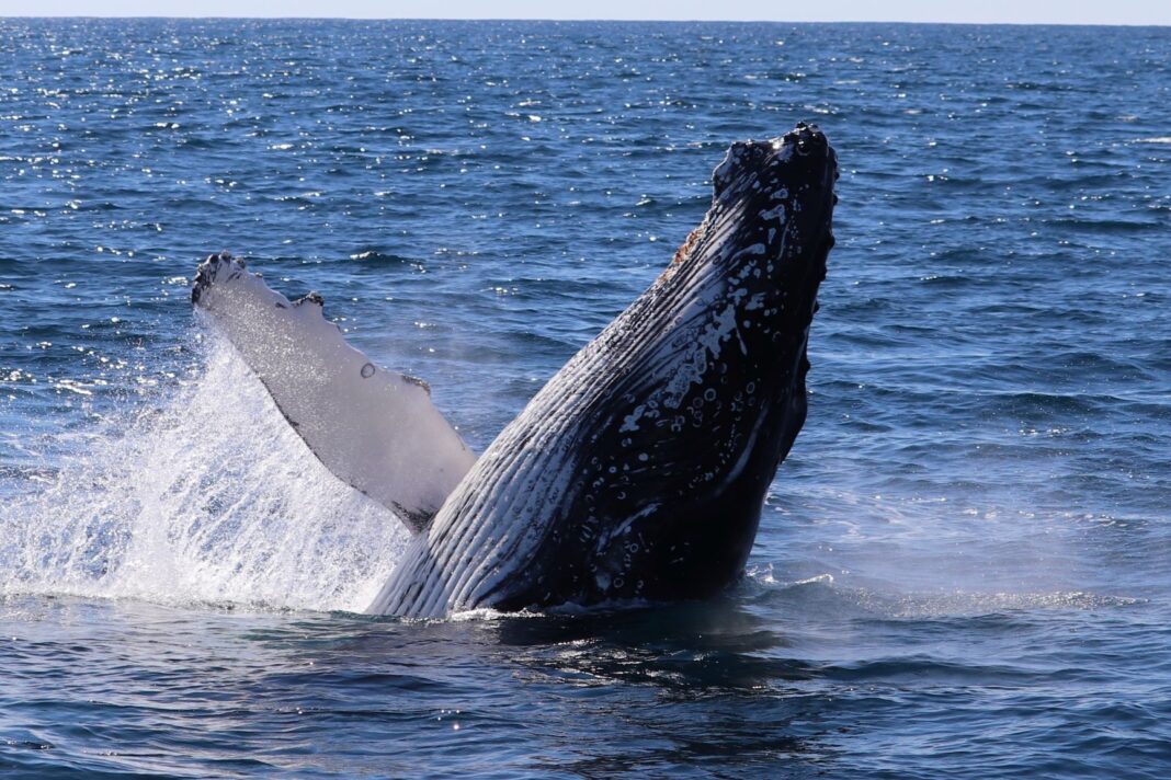 humpack whale breaching the ocean water