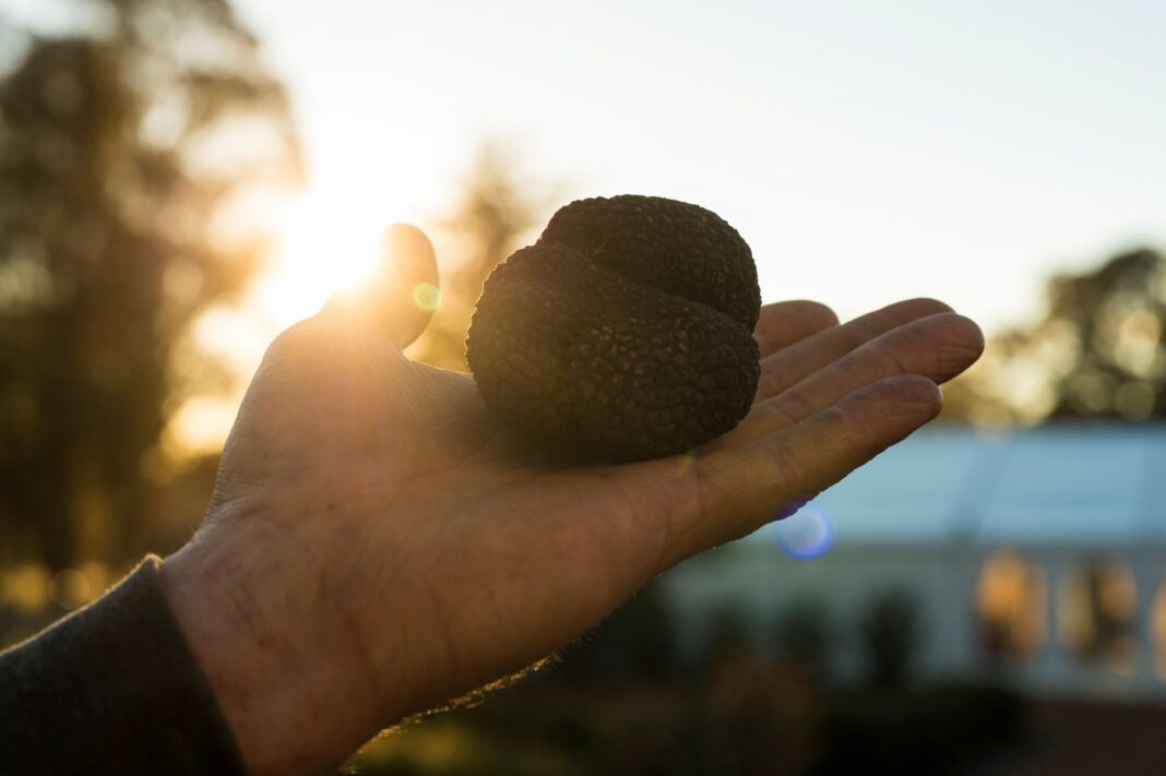 This year’s Truffle Festival is forging ahead, with a number of virtual and in-person events around the region for you to get your truffle fix.