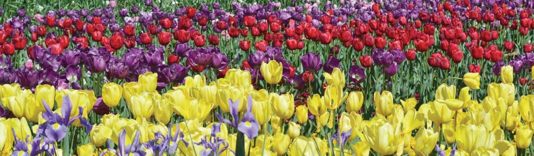 rows of yellow, purple and red bulbs