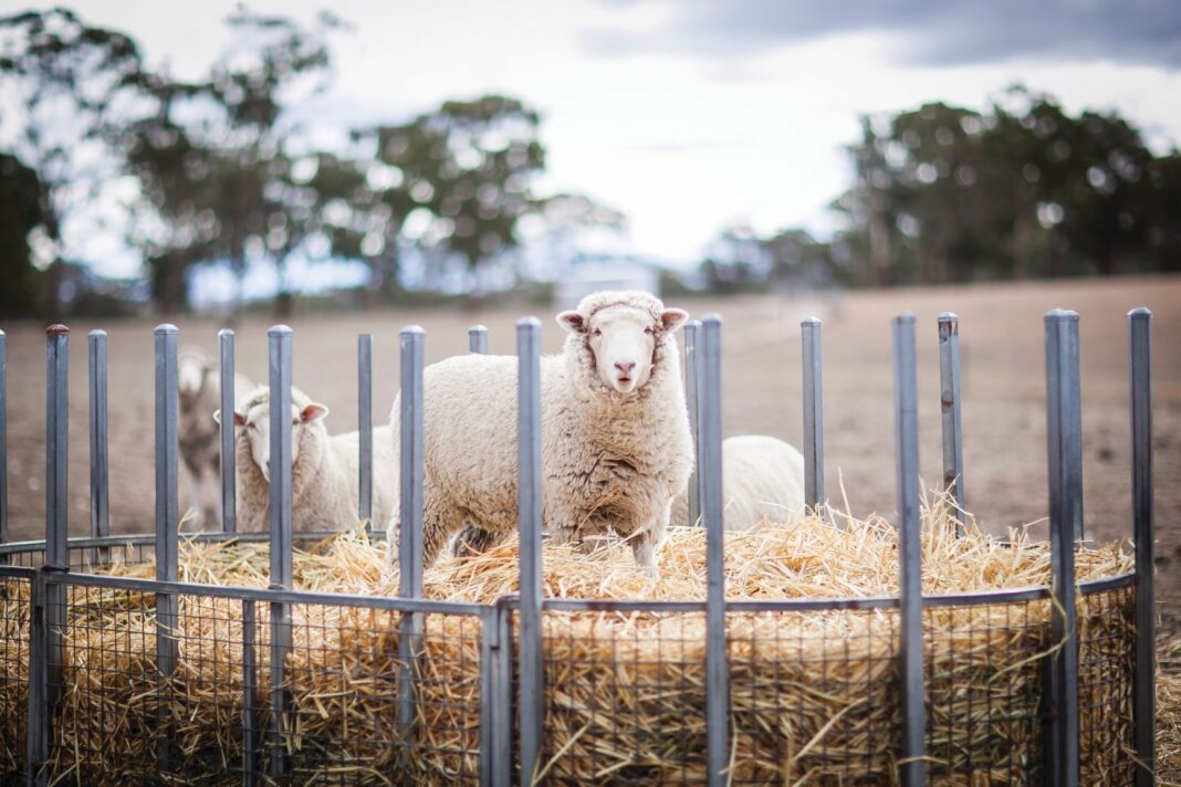 little lamb standing on hay