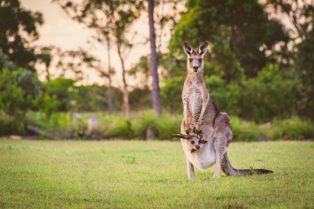 Beautiful wild brown kangaroo stood in a field with her joey in her pouch