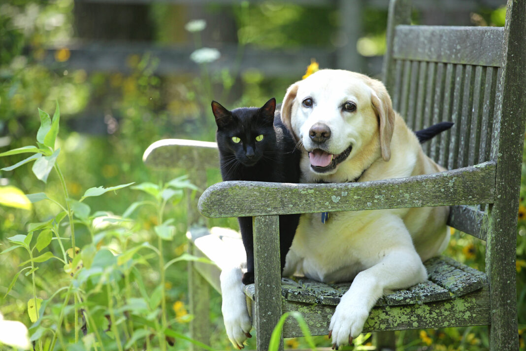 dog and cat on garden bench