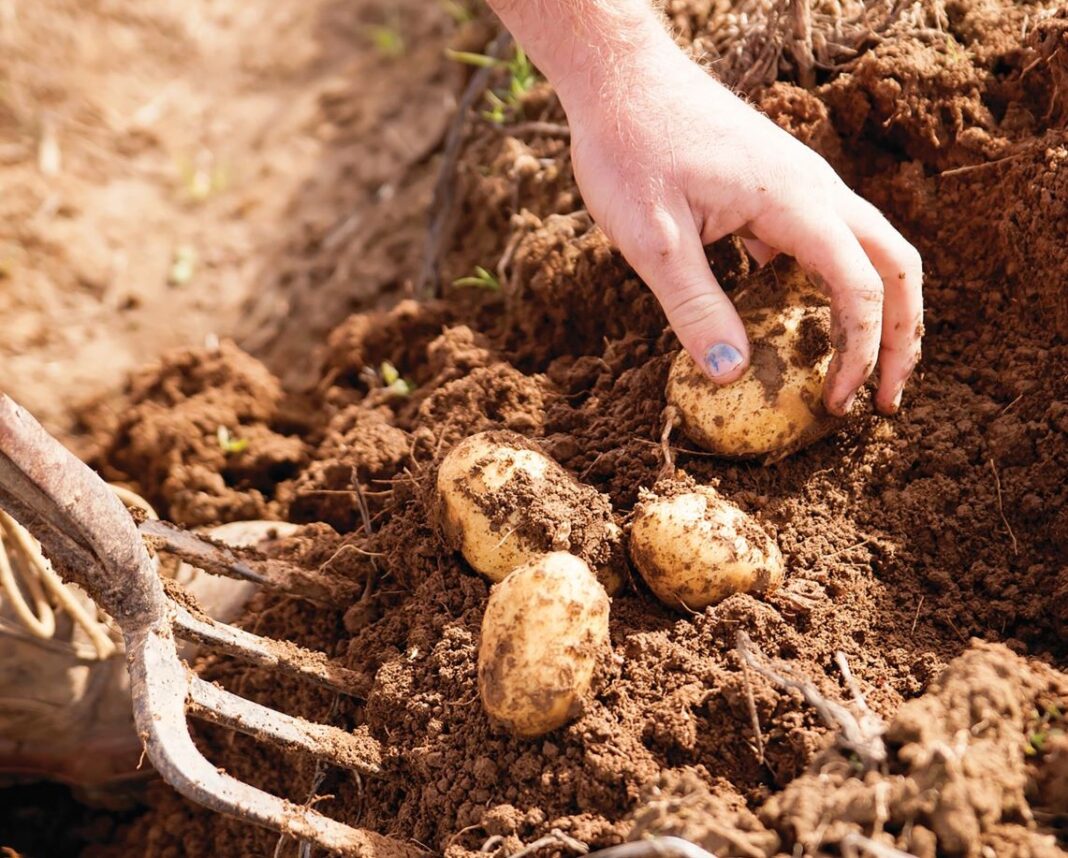 close up potatoes in ground