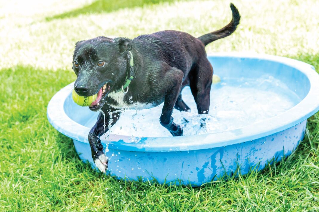dog jumping out of small pool with tennis ball in its mouth