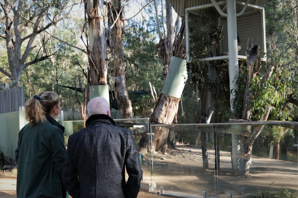 Canberra koalas in their new enclosure at Tidbinbilla