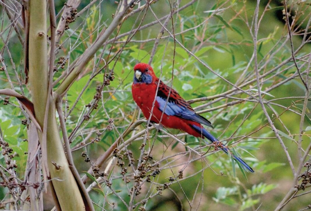 rosella perched in a tree