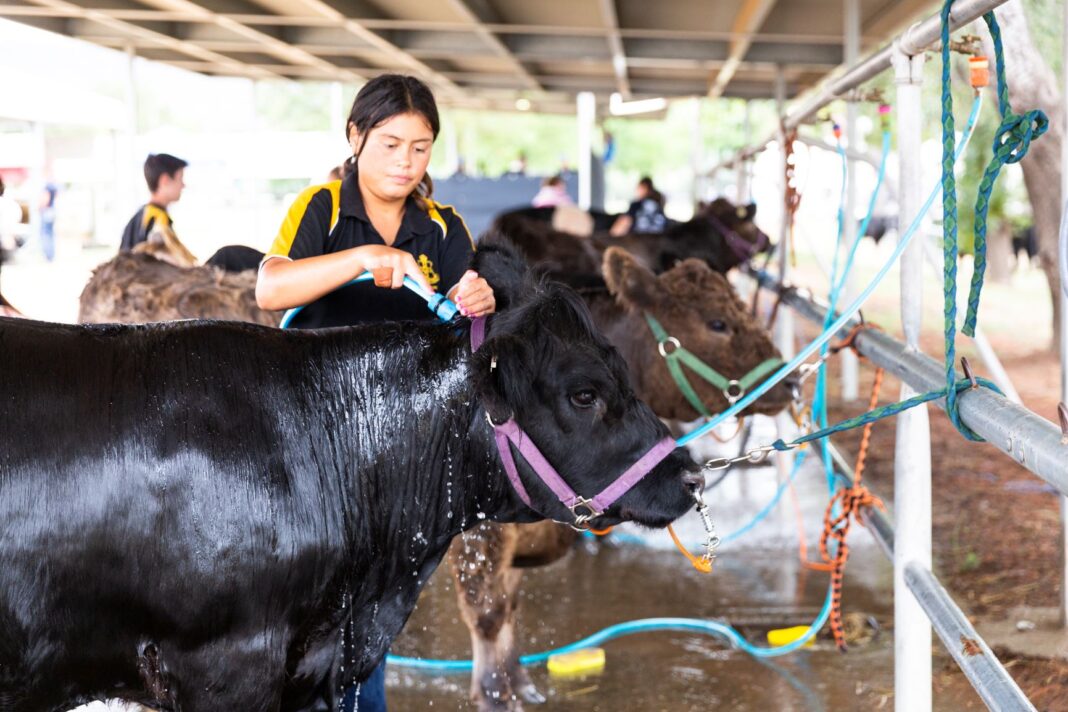 young female washing a cow