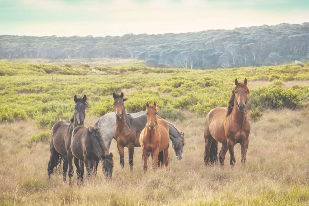 a group of wild horses
