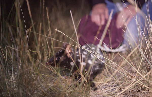 Small spotted quoll being released into grassland sanctuary at night