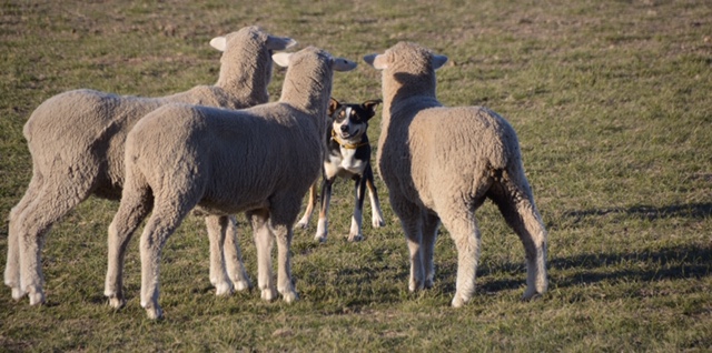 dog standing behind three sheep