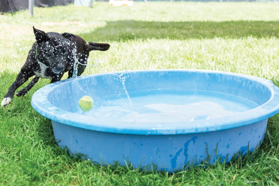 dog chasing tennis ball into pool
