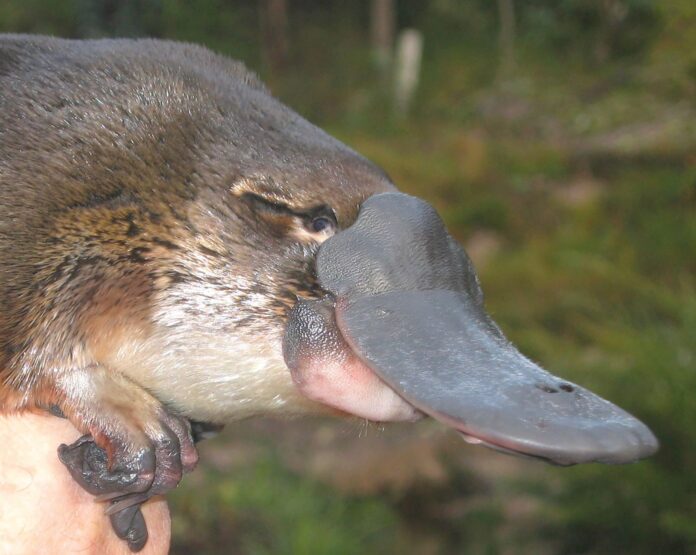 close up of platypus