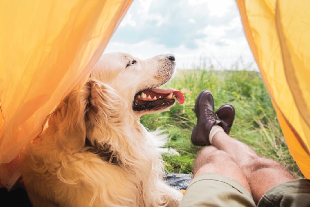 smiling dog in a tent