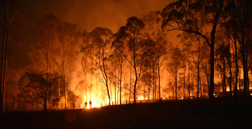 forest ablaze with fire