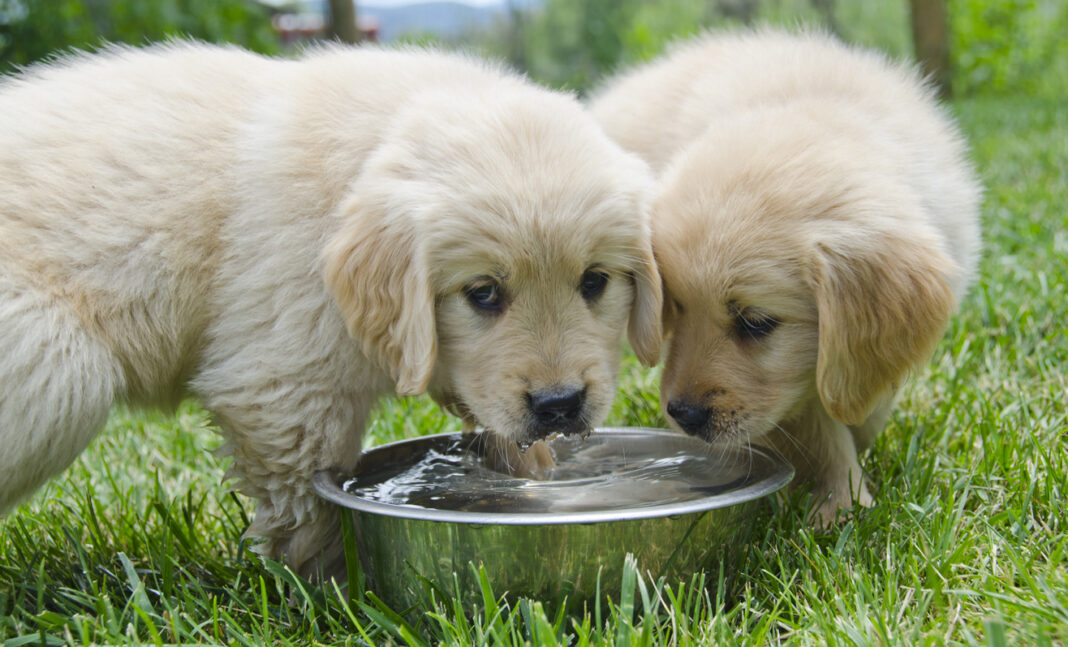 Two six week old Golden Retriever puppies share a water dish