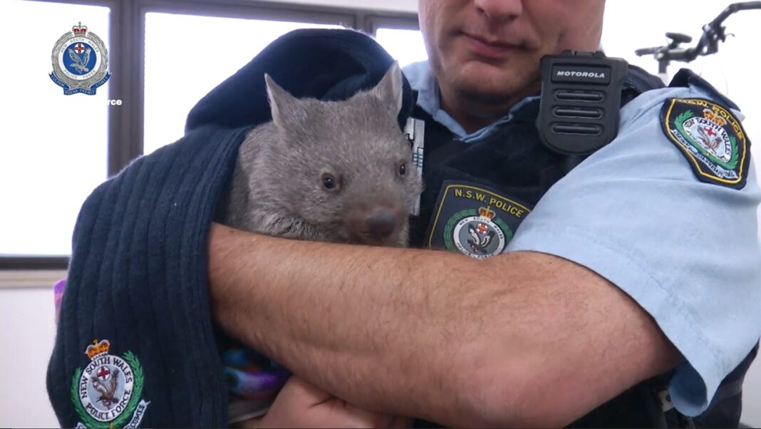 Wombat joey being held in police officer's arms