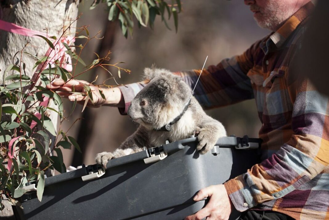 koala being looked after