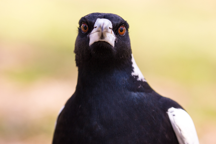 magpie looking directly at the camera
