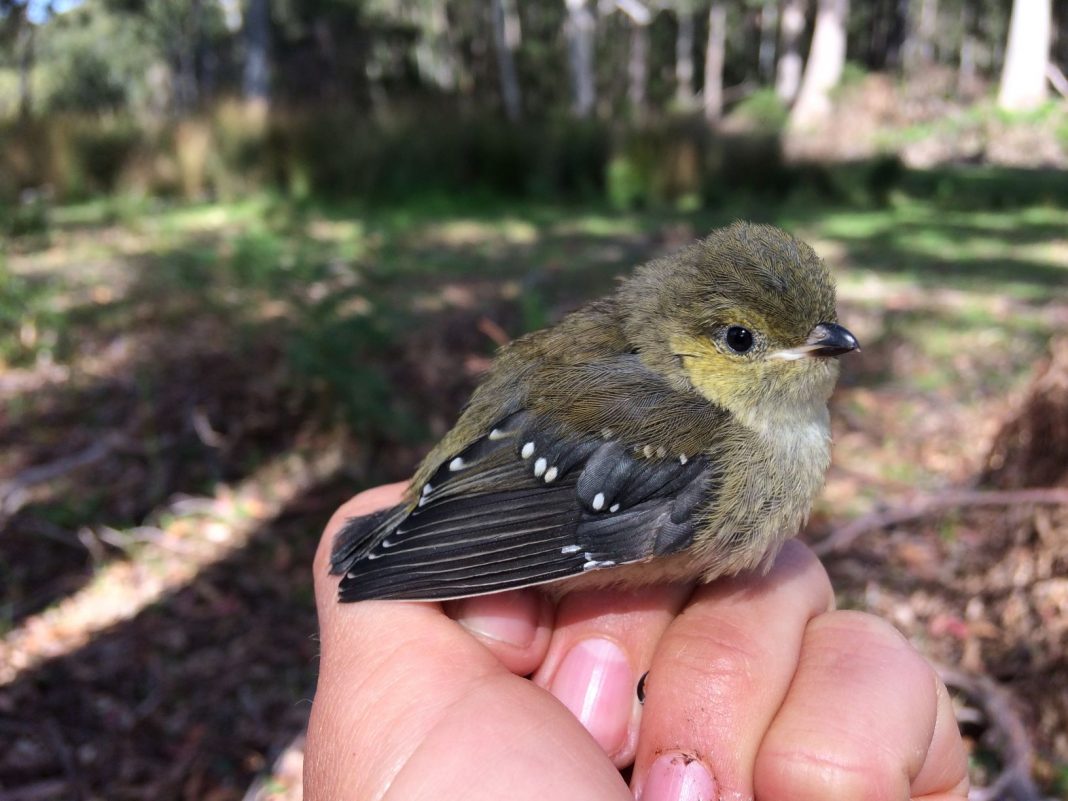 Fluffy little brown and yellow baby bird perched on a human hand