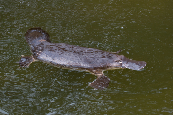 Platypus floating on water