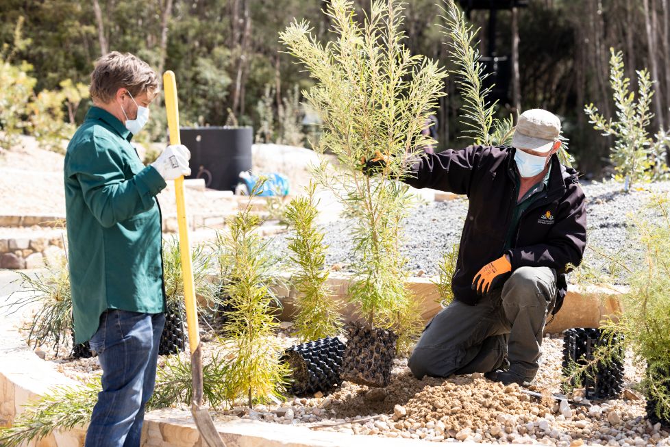 Banksia Garden ANBG planting staff