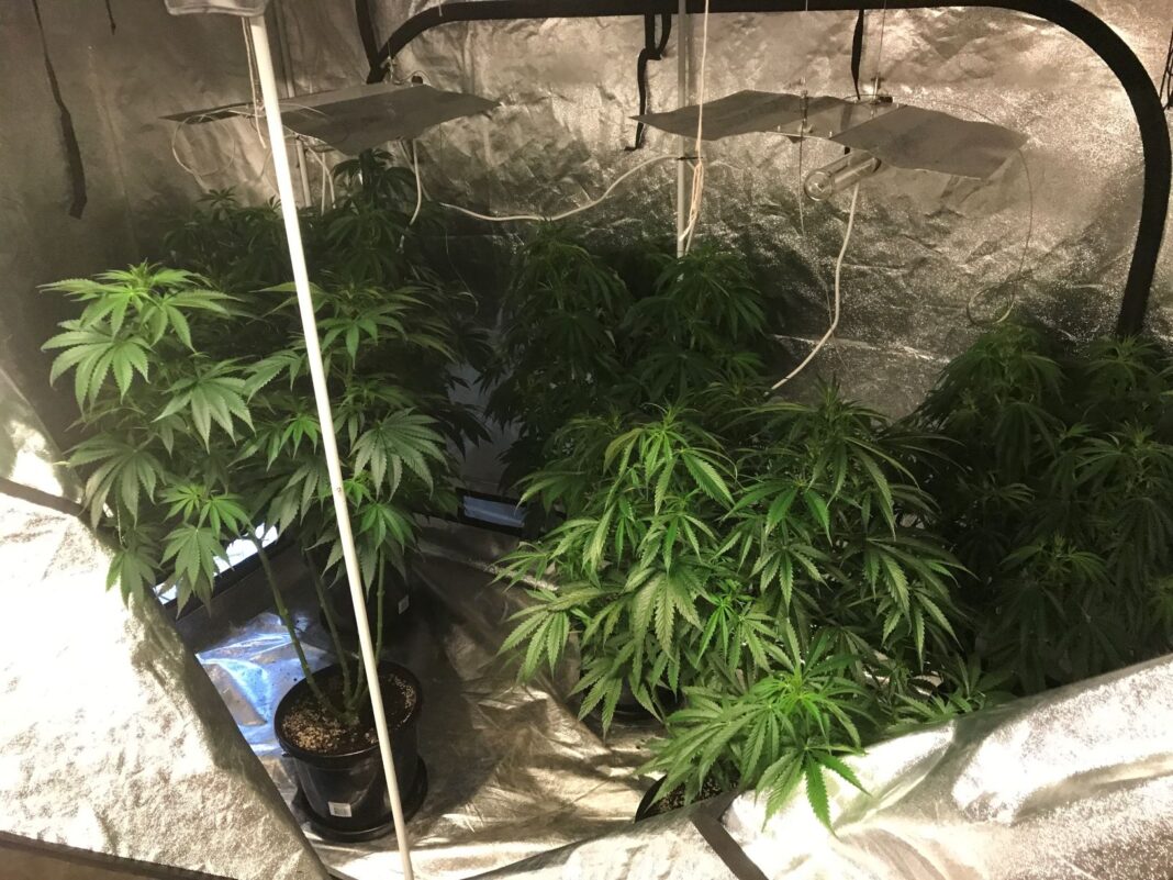 several potted cannabis plants growing in a hydroponics set-up