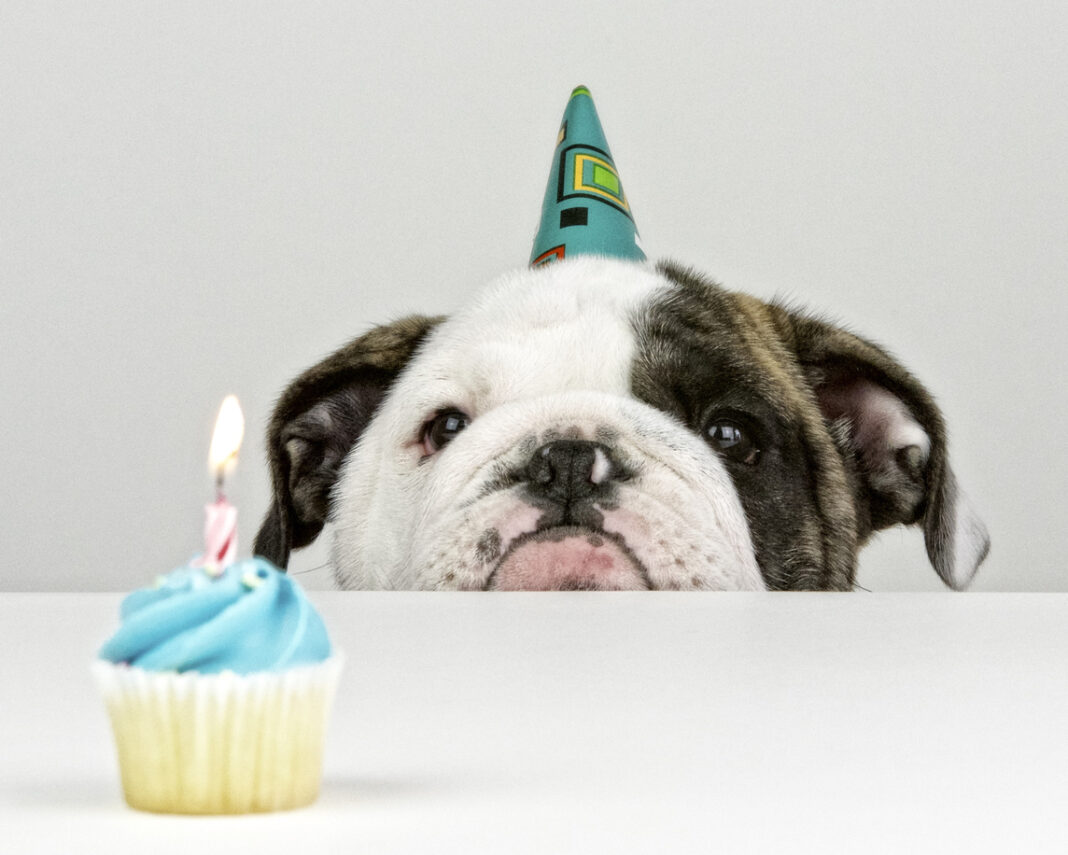 An English Bulldog puppy peers at a cupcake.