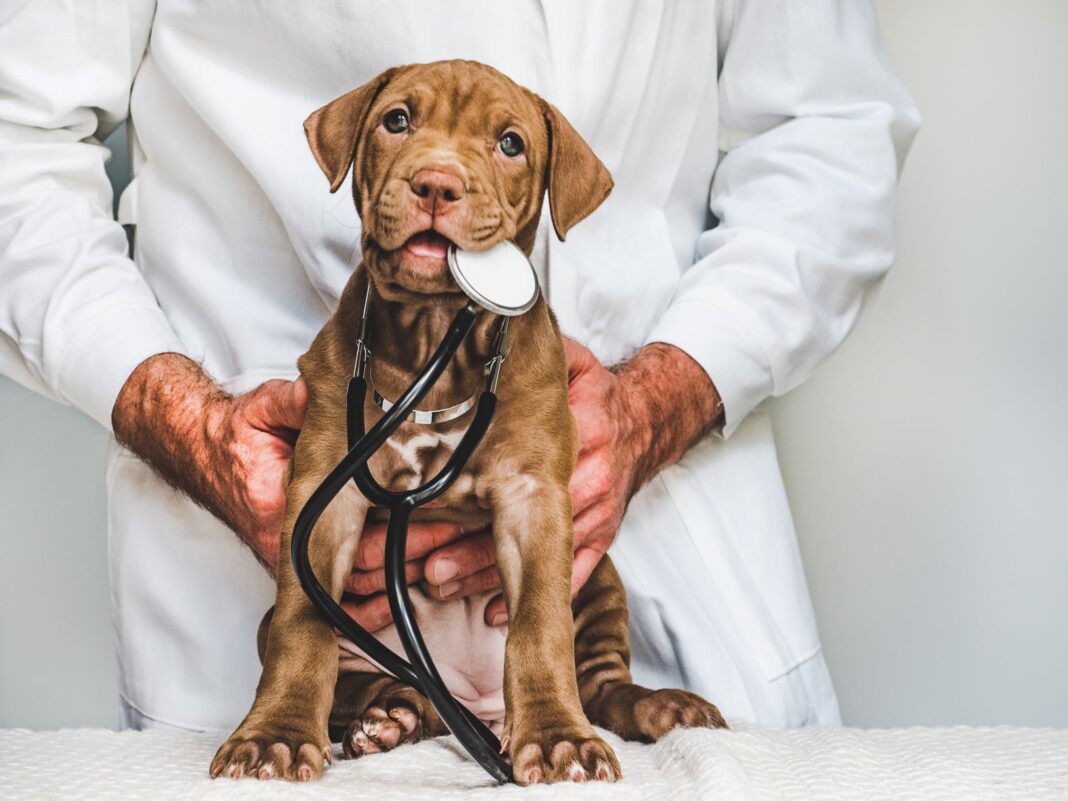 puppy with stethoscope in its mouth