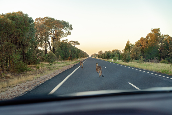 Australian Kangaroos Hopping On Road