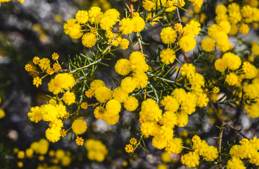 Golden Acacia Fowler blossom in a native bush land in Western Australia