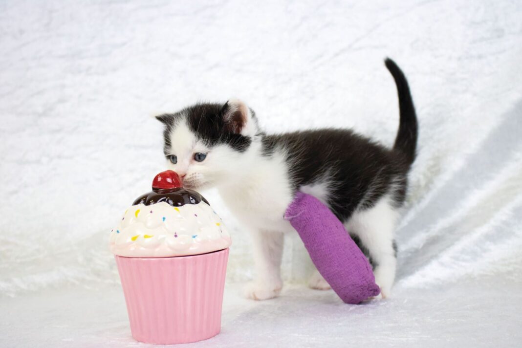 Little black and white kiten with purple bandage on front left leg sniffing a ceramic cupcake with red cherry on top