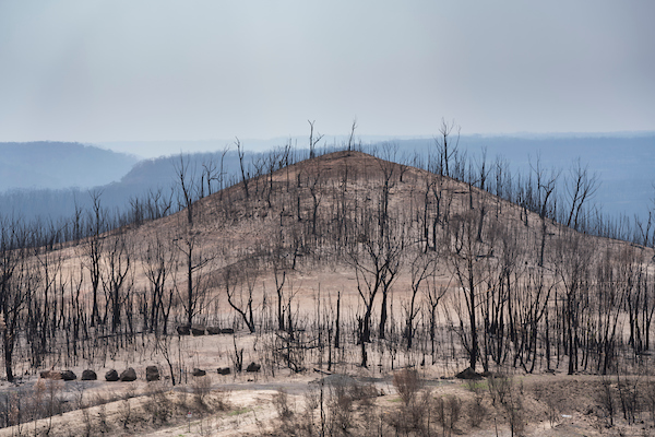 Devastation in Moreton national Park after the Currowan fire of January 2020
