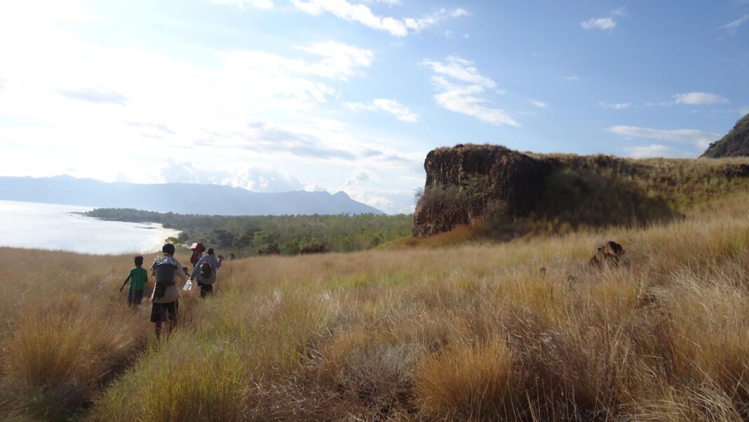 A trail of several people walking along a track in long golden grasses near a rocky outcrop on an Indonesian island with the sea and distant blue hills in the background