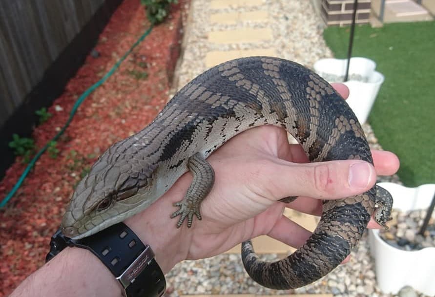 Harmless Blue Tongue Lizards Beneficial In The Backyard Canberra Weekly