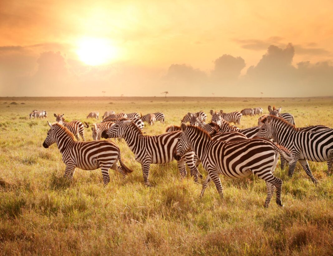 zebras in uganda