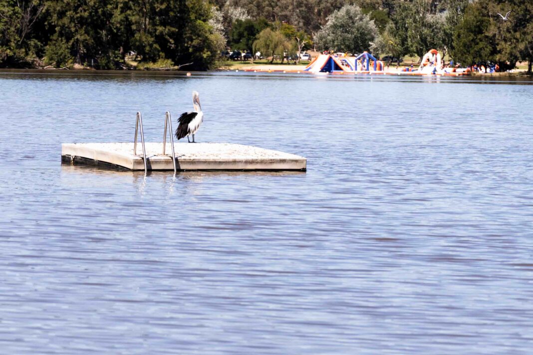 pelican perched on a pontoon floating on a freshwater lake