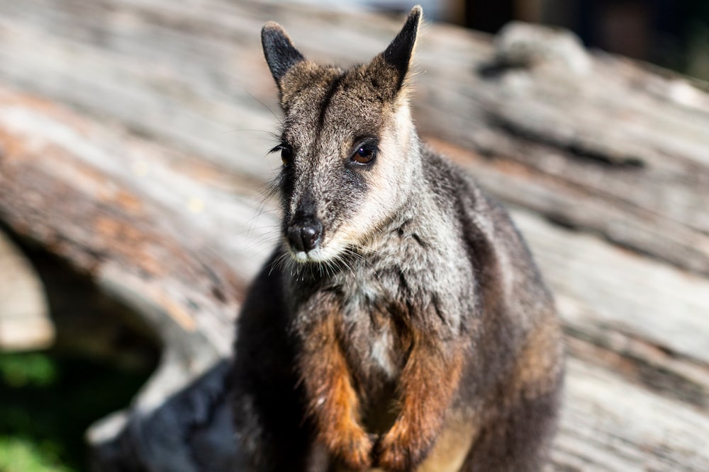 Southern brush-tailed rock wallaby. Photo: Kerrie Brewer