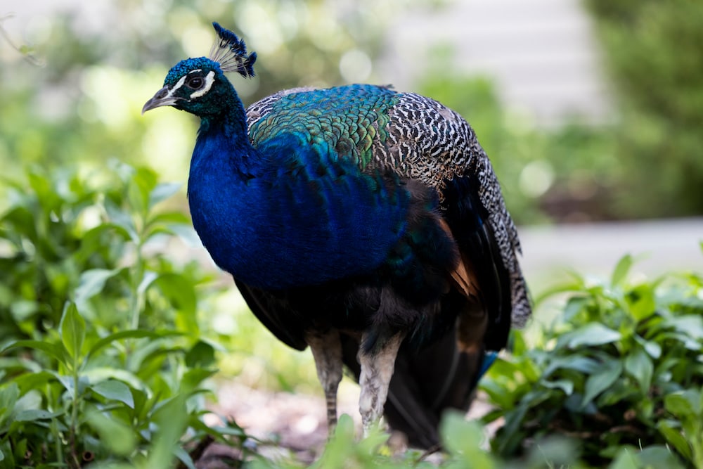 A peacock stands in a garden in Narrabundah, ACT, the same day a peafowl was killed by a hit and run.