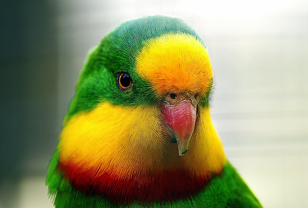 Superb parrot. Picture: Bernard Spragg,