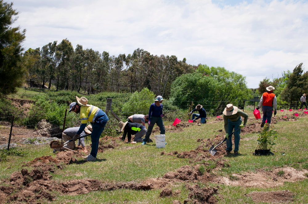 tree planting, the muloon institute, environment