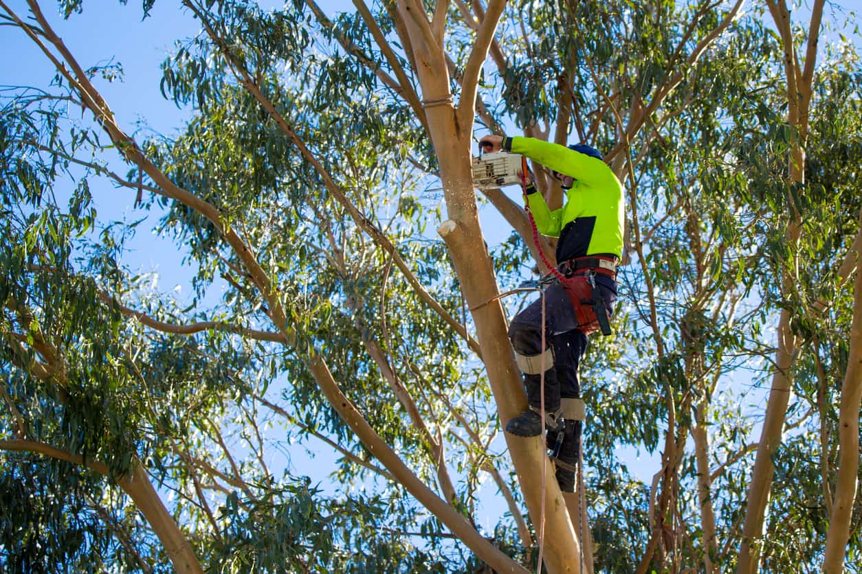 Canberra's best arborists
