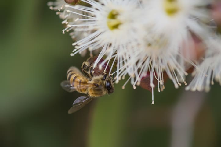 Bee on a flowering gum