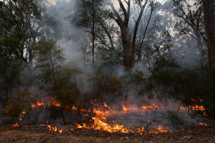 small controlled burn of Australian bushland