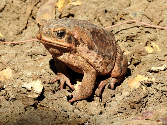 big brown cane toad on brown earth
