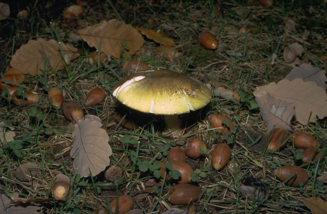 death cap mushroom growing amidst acorns on the ground