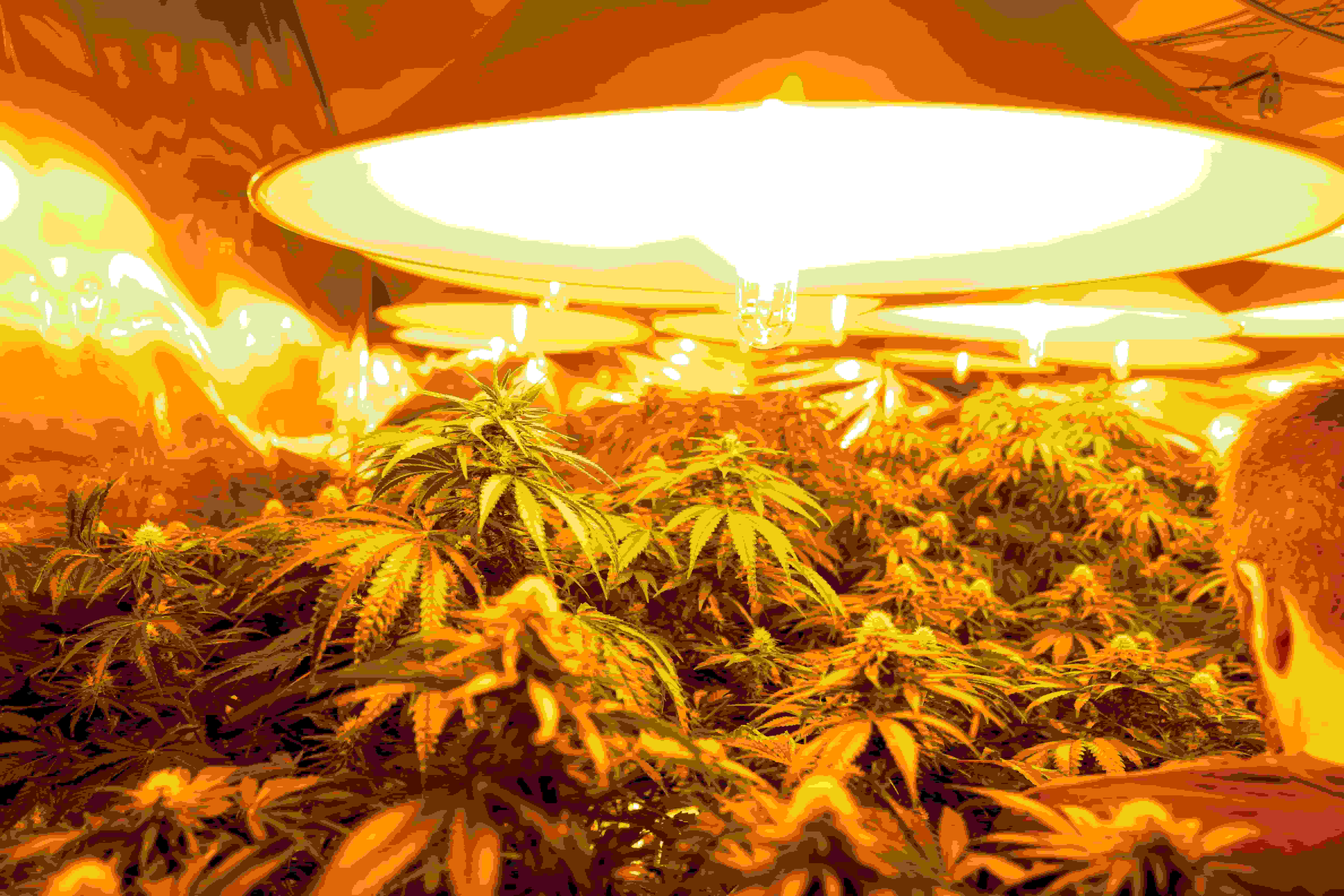hundreds of cannabis plants growing under lights
