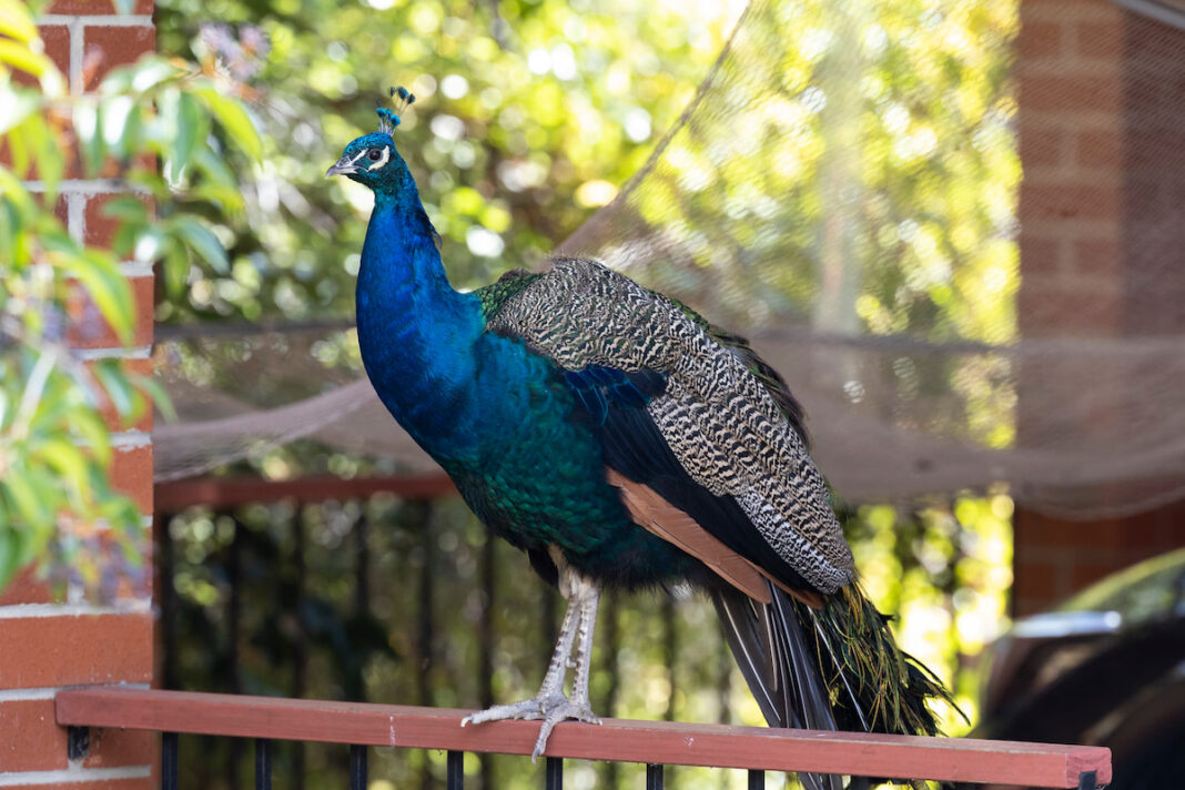 A peacock outside a home in Narrabundah