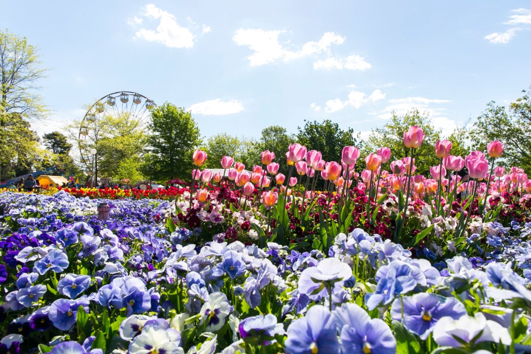 masses of pink and purple spring blooms in park with ferris wheel and trees on the horizon