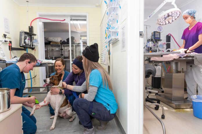 RSPCA ACT staff crouch around a dog sitting on the floor in the veterinary clinic, and to the right hand side of the photo an open door shows a vet performing surgery
